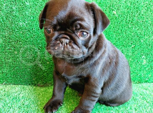 Muhteşem Güzelli̇kte Si̇yah Dişi Pug Yavrumuz görsel