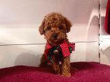 Safkan Toy Poodle Yavrular