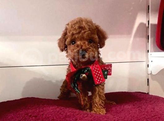 Safkan Toy Poodle Yavrular görsel