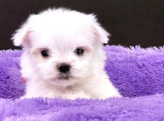 Sıfır Numara Maltese Mini Boy Yavrular görsel