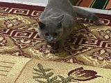 3,5 Yaşında British Shorthair Yavru