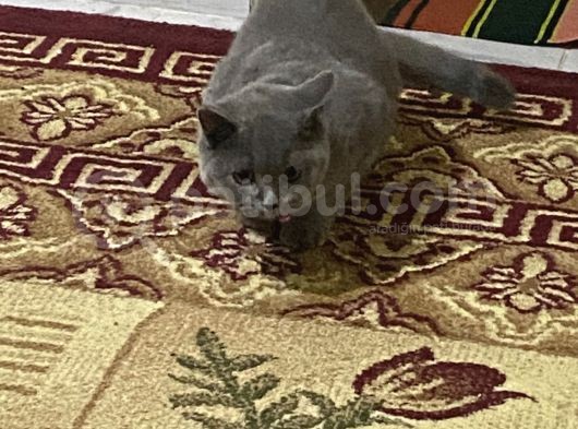 3,5 Yaşında British Shorthair Yavru görsel
