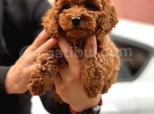 Red Brown Toy Poodle  Erkek Satilik görsel