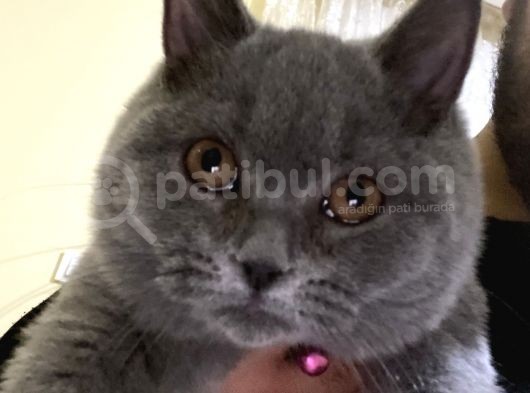 3,5 Yaşında British Shorthair Yavru görsel