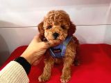 Safkan Toy Poodle Yavrular