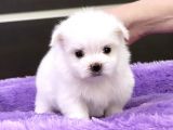 Sıfır Numara Maltese Mini Boy Yavrular