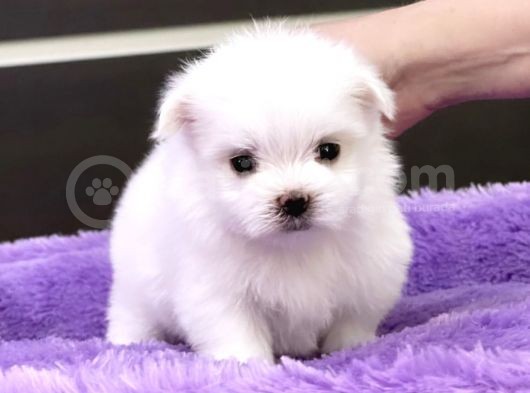 Sıfır Numara Maltese Mini Boy Yavrular görsel