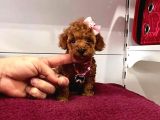 Red Brown Toy Poodle Yavrular