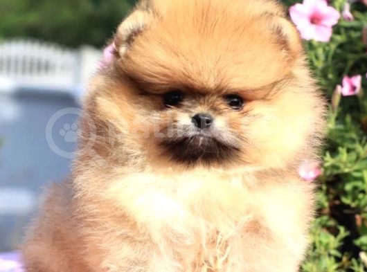 Ayıcık Surat Boo Pomeranian Yavrular