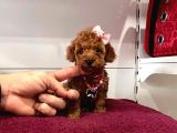 Red Brown Toy Poodle Yavrular