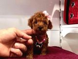 Red Brown Toy Poodle Yavrular