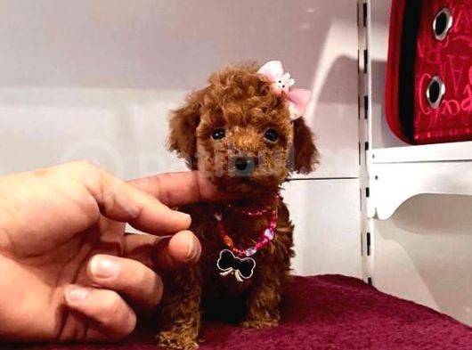 Red Brown Toy Poodle Yavrular görsel