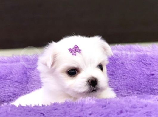 Sıfır Numara Maltese Mini Boy Yavrular görsel
