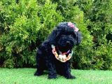 Nadir Renk Black Toy Poodle Yavrular