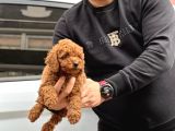 20 Den Fazla Çeşit Ile Toy Poodle Yavruları