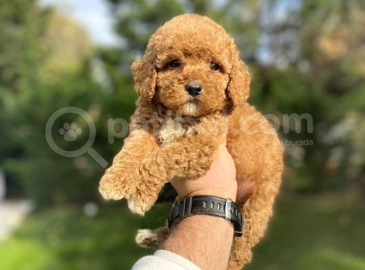 Red Aşili Poodle Bebeği̇mi̇z görsel