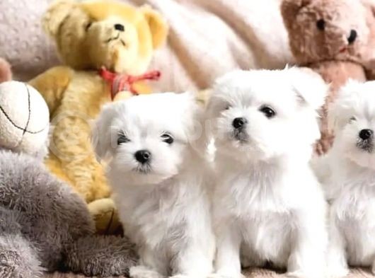 Tüy Dökmeyen Maltese Mini Yavrular görsel