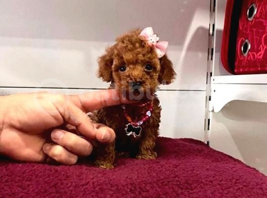 Safkan Toy Poodle Yavrular görsel
