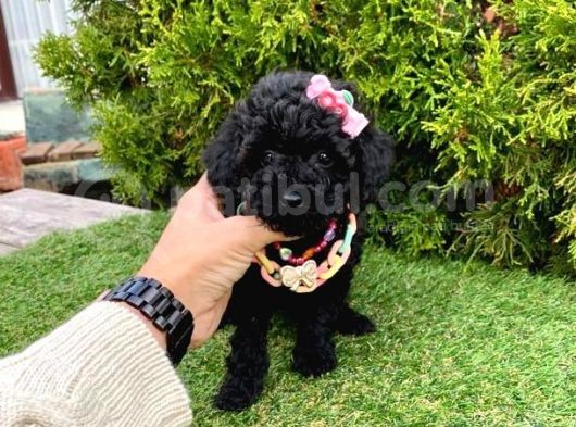 Nadir Renk Black Toy Poodle Yavrular görsel