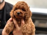 Red Brown Toy Poodle  Erkek Satilik
