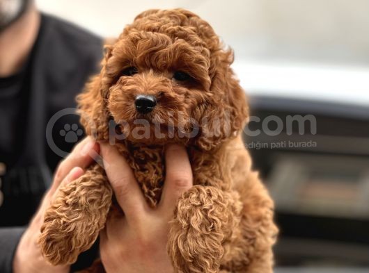 Red Brown Toy Poodle  Erkek Satilik görsel