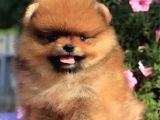 Ayıcık Surat Boo Pomeranian Yavrular