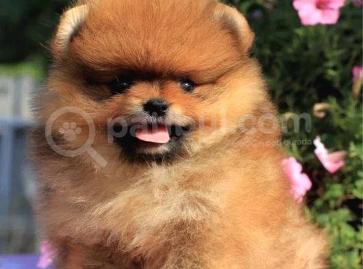 Ayıcık Surat Boo Pomeranian Yavrular görsel