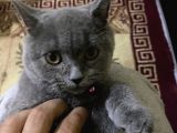 3,5 Yaşında British Shorthair Yavru