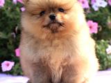 Ayıcık Surat Boo Pomeranian Yavrular