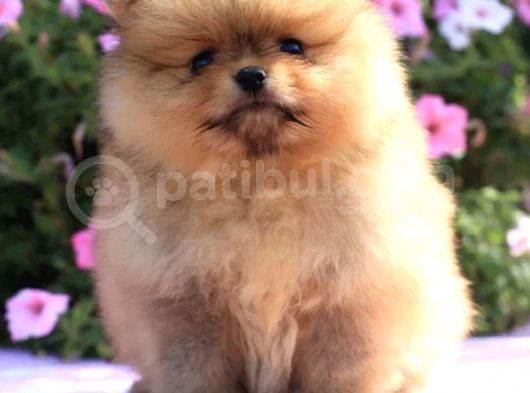 Ayıcık Surat Boo Pomeranian Yavrular görsel