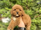 Red Aşili Poodle Bebeği̇mi̇z