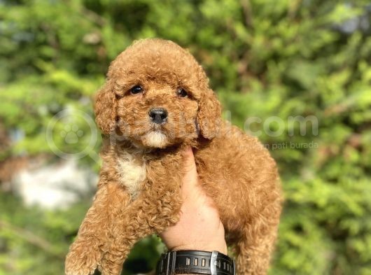 Red Aşili Poodle Bebeği̇mi̇z
