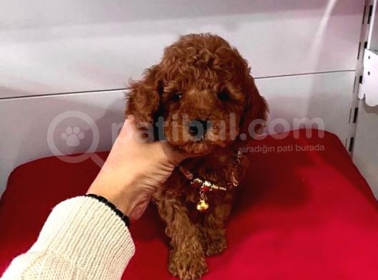Safkan Toy Poodle Yavrular görsel