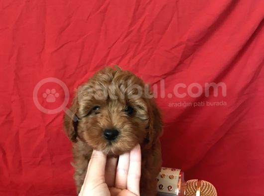 Orji̇nal Malti̇po Yavrular görsel