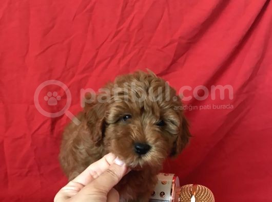 Orji̇nal Malti̇po Yavrular görsel