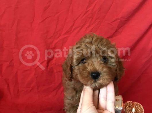 Orji̇nal Malti̇po Yavrular görsel