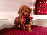 Safkan Toy Poodle Yavrular