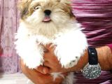 Dişi Shih Tzu Yavrumuz