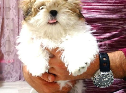 Dişi Shih Tzu Yavrumuz