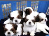 Ev Doğumlu Shih Tzu Yavrular