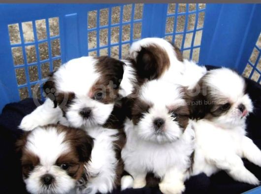 Ev Doğumlu Shih Tzu Yavrular görsel