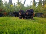 Alman Çoban Köpeği̇ Yavrusu