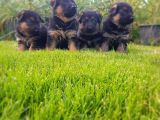 Alman Çoban Köpeği̇ Yavrusu