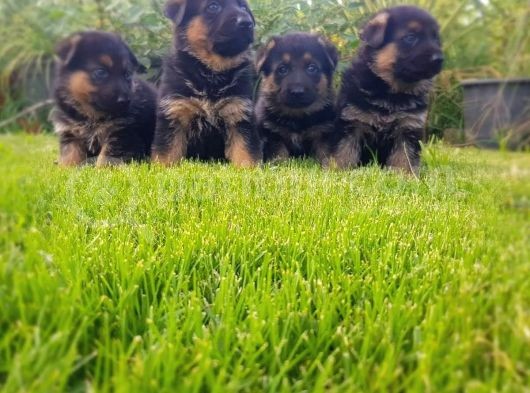 Alman Çoban Köpeği̇ Yavrusu görsel