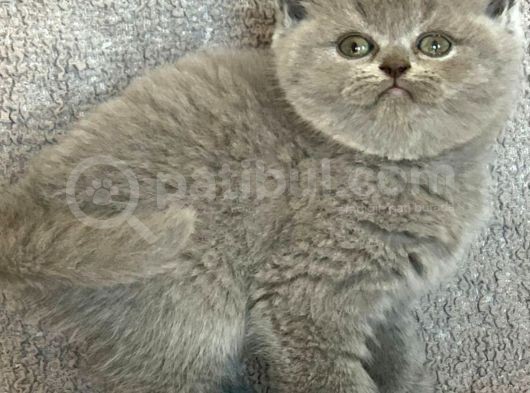 Bebek Yüzlü Orji̇nal Bri̇ti̇sh Shorthai̇r Di̇şi̇ Ve Erkek Yavrular