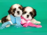 Ev Doğumlu Shih Tzu Yavrular