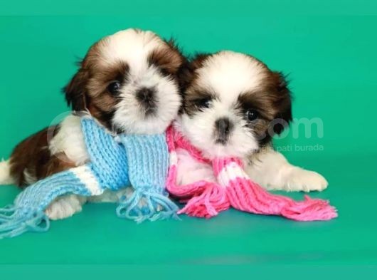 Ev Doğumlu Shih Tzu Yavrular görsel
