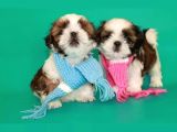 Ev Doğumlu Shih Tzu Yavrular