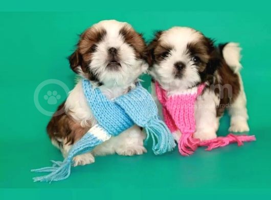 Ev Doğumlu Shih Tzu Yavrular görsel