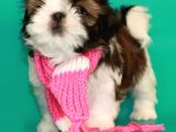 Ev Doğumlu Shih tzu Yavrular